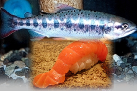 <b>日本琵琶鮭Biwa salmon</b><li>*浮動實價~專人報價 依實重計價<br>★適合生魚片握壽司
