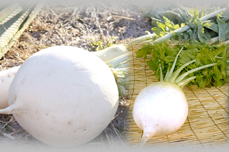 <b>日本聖護院蕪菁turnip</b><li>1顆約1公斤<br><li>口感脆似水梨