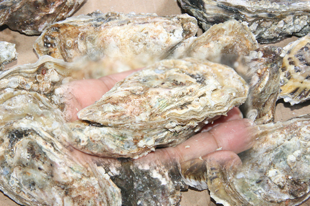 <b>法國白珍珠生蠔 White pearl oysters</b><li>11600492<li>一箱48顆 </li><li>