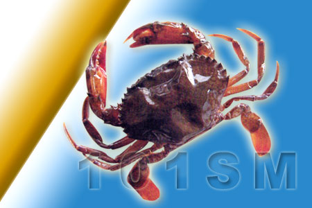 <b>冷凍軟殼蟹</b><BR>1430091<BR><li>一包(600公克)<BR>