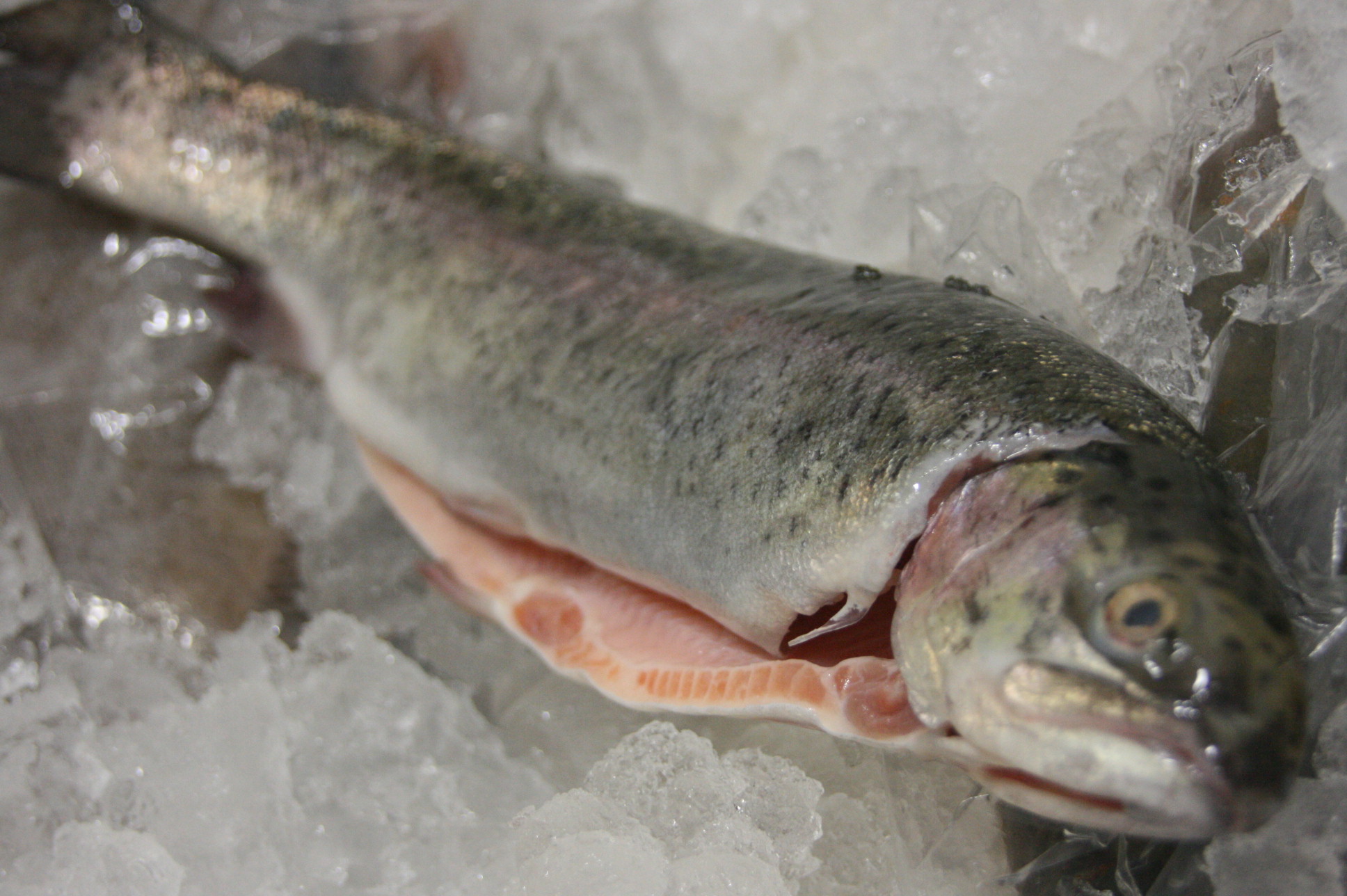 <b>歐洲新鮮鮭鱒魚(Salmon trout)</b><li>(請來電洽詢)<br><li>