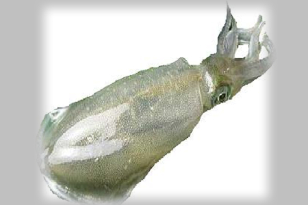 <b>日本煽り烏賊bigfin reef squid</b><BR>實重(公斤）計價<li>生食刺身頂級食材</li>*不定重(約1~3K)