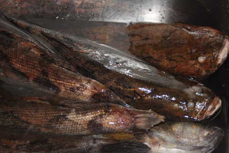 <b>冷凍筍殼魚</b><BR>1410541<li>一尾約 500公克