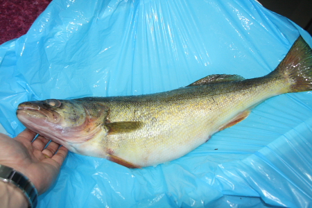<b>歐洲梭鱸魚Pike Perch Fish</b>100g<li>(請來電洽詢)<li>00015121