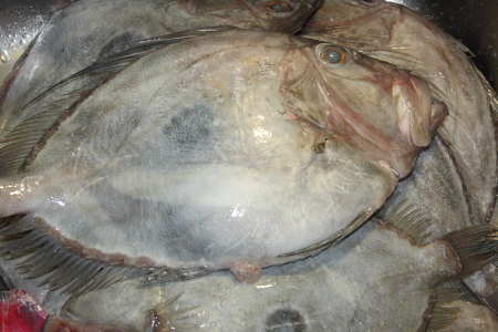 <b>紐西蘭多利魚JOHNDORY FILLET NZ</b><li>1公斤計價<br>
