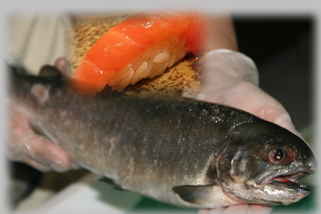 <b>日本櫻鳟Biwa trout</b><li>依實重計價<br>★適合生魚片握壽司